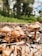 A cluster of mushrooms grows on a bed of wood chips and soil. The mushrooms vary in size and shape, with smooth brown caps and beige stems. The background is blurred, showing hints of greenery and trees.