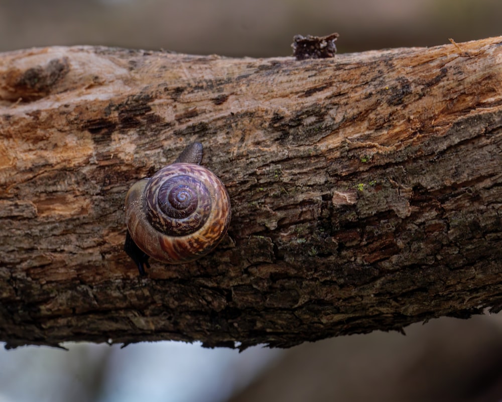 a close up of a snail on a tree branch