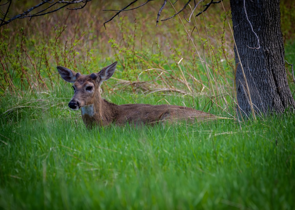 a deer that is laying down in the grass