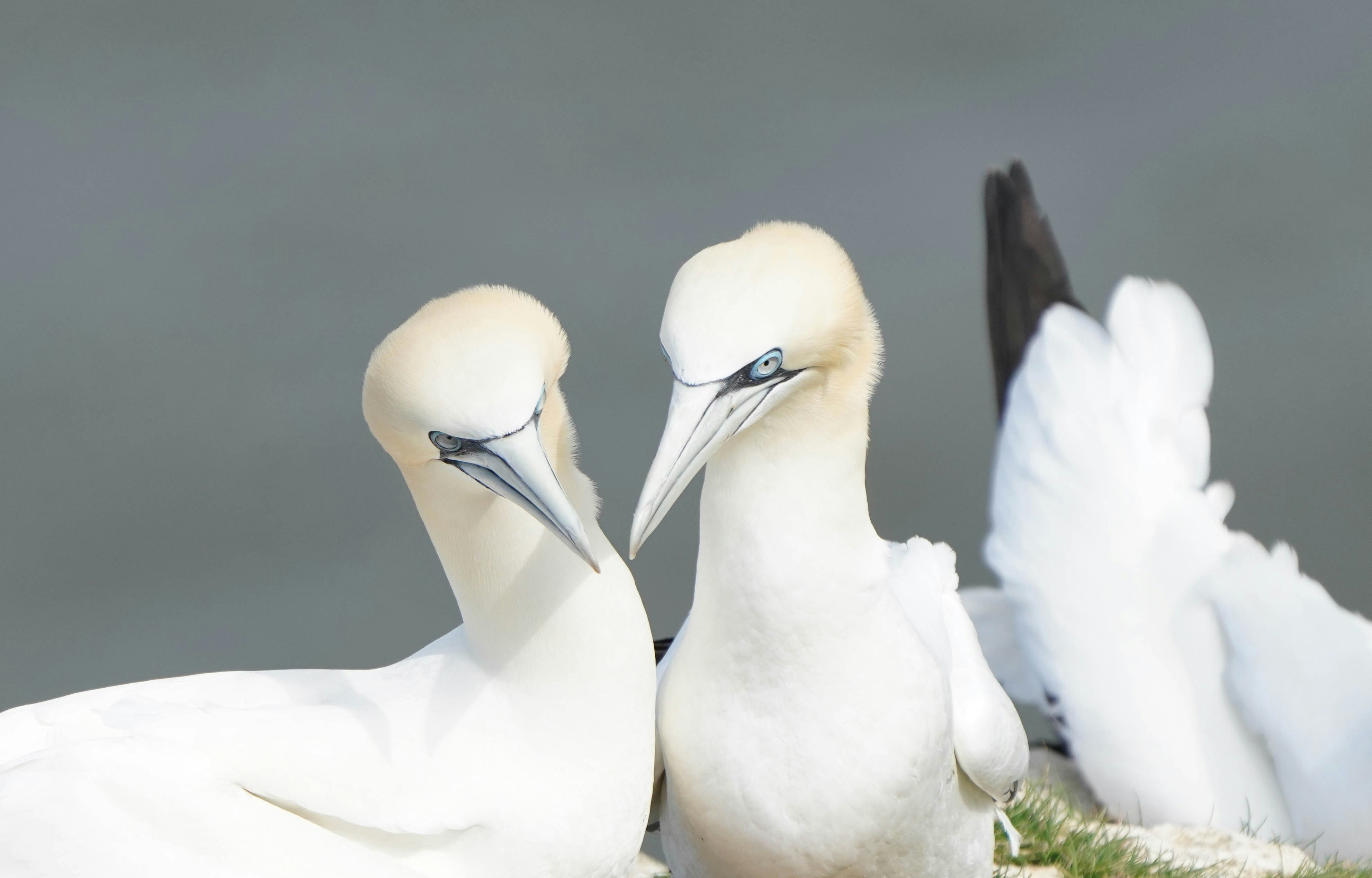 un couple d’oiseaux blancs debout l’un à côté de l’autre