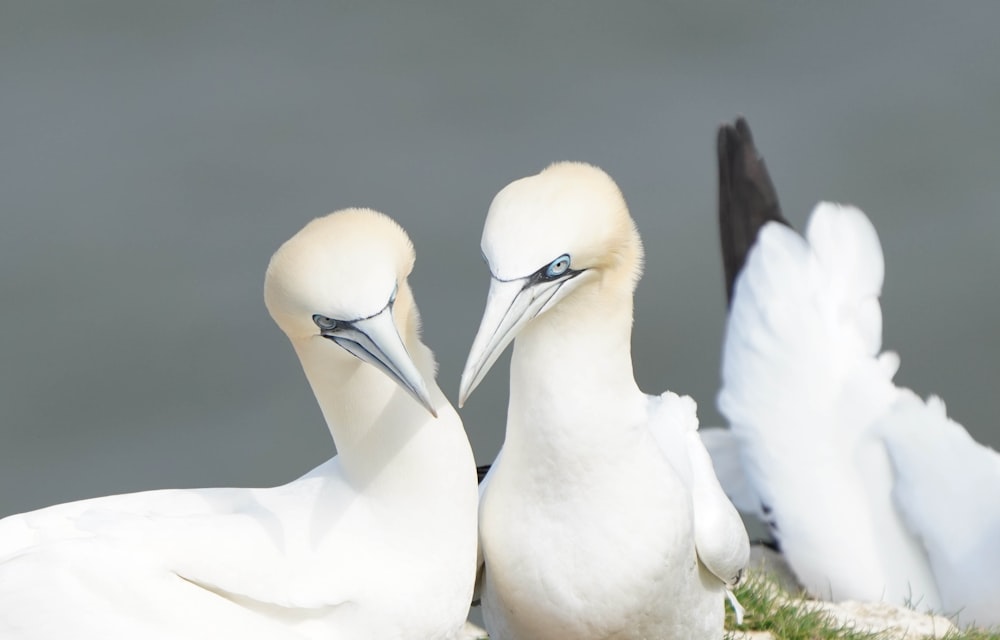 a couple of white birds standing next to each other