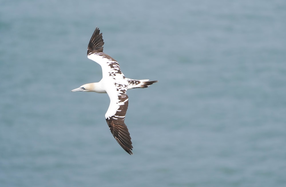 a bird flying over a body of water