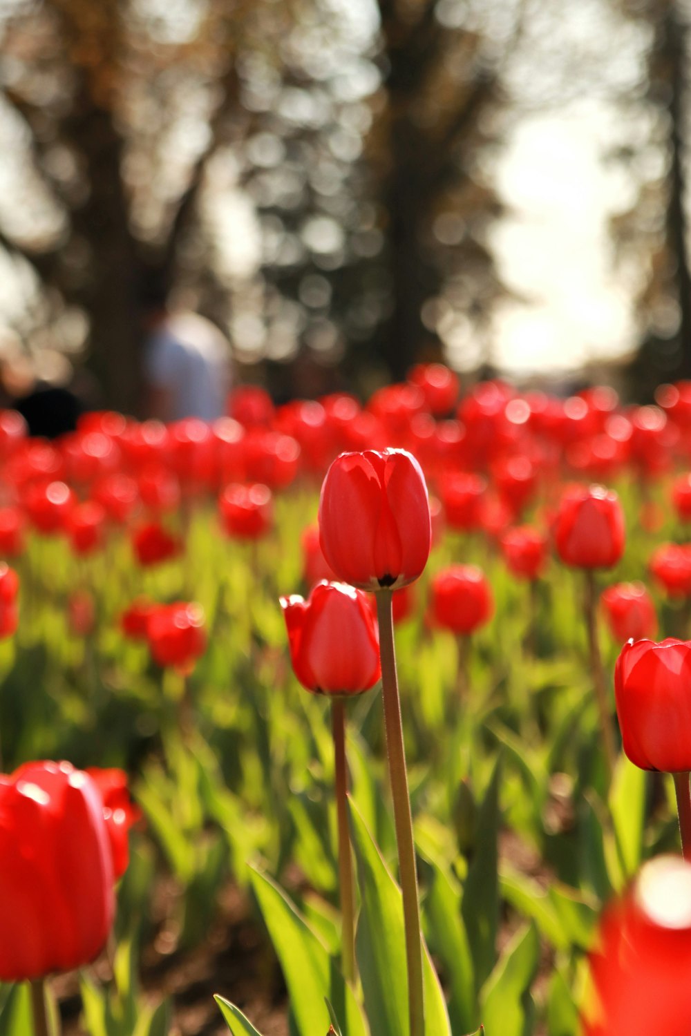 a field of red tulips with people in the background