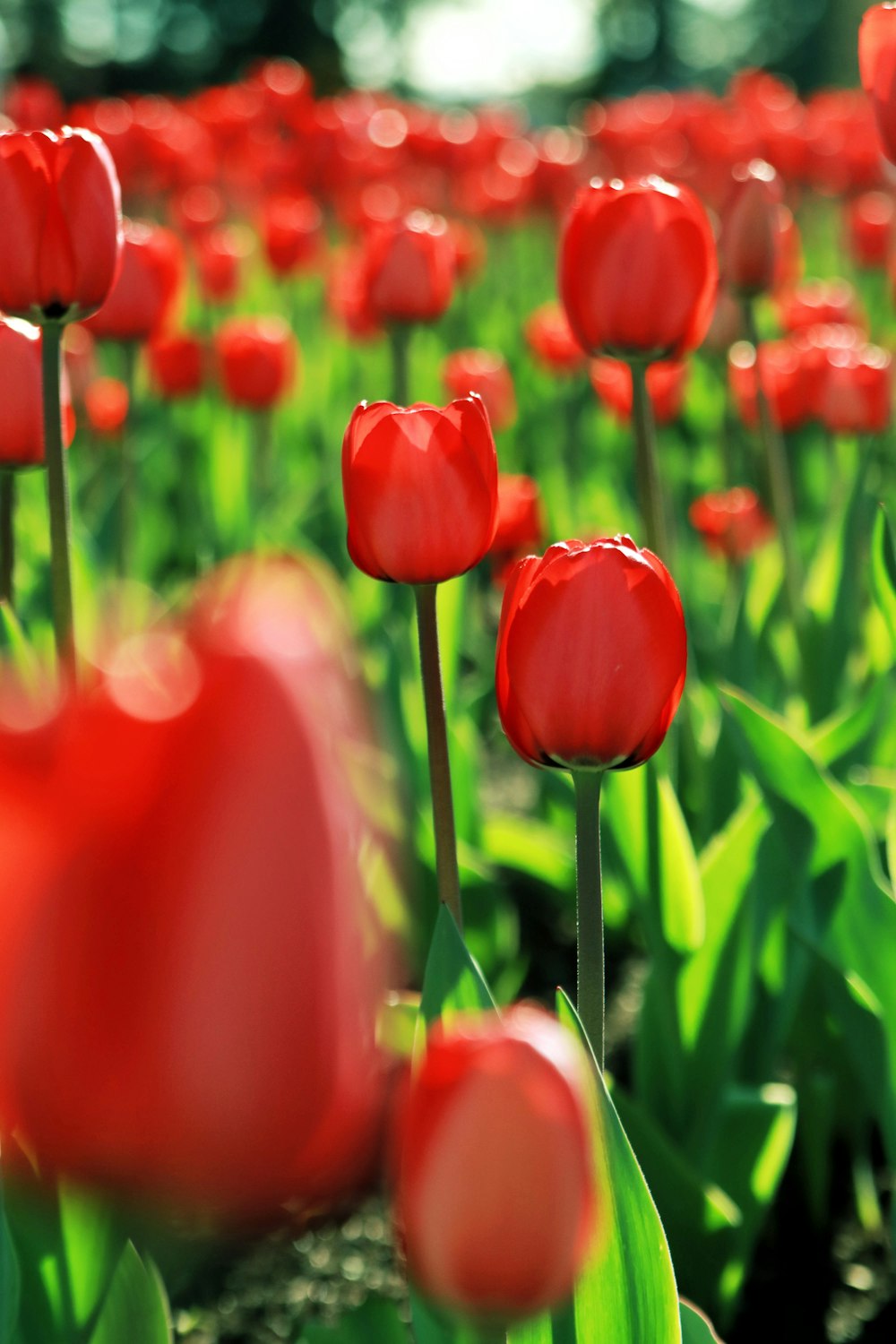 a field of red tulips with green leaves