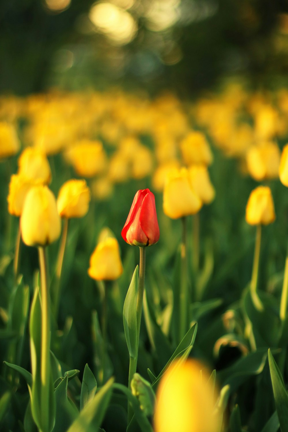 a field of yellow and red tulips in the sun