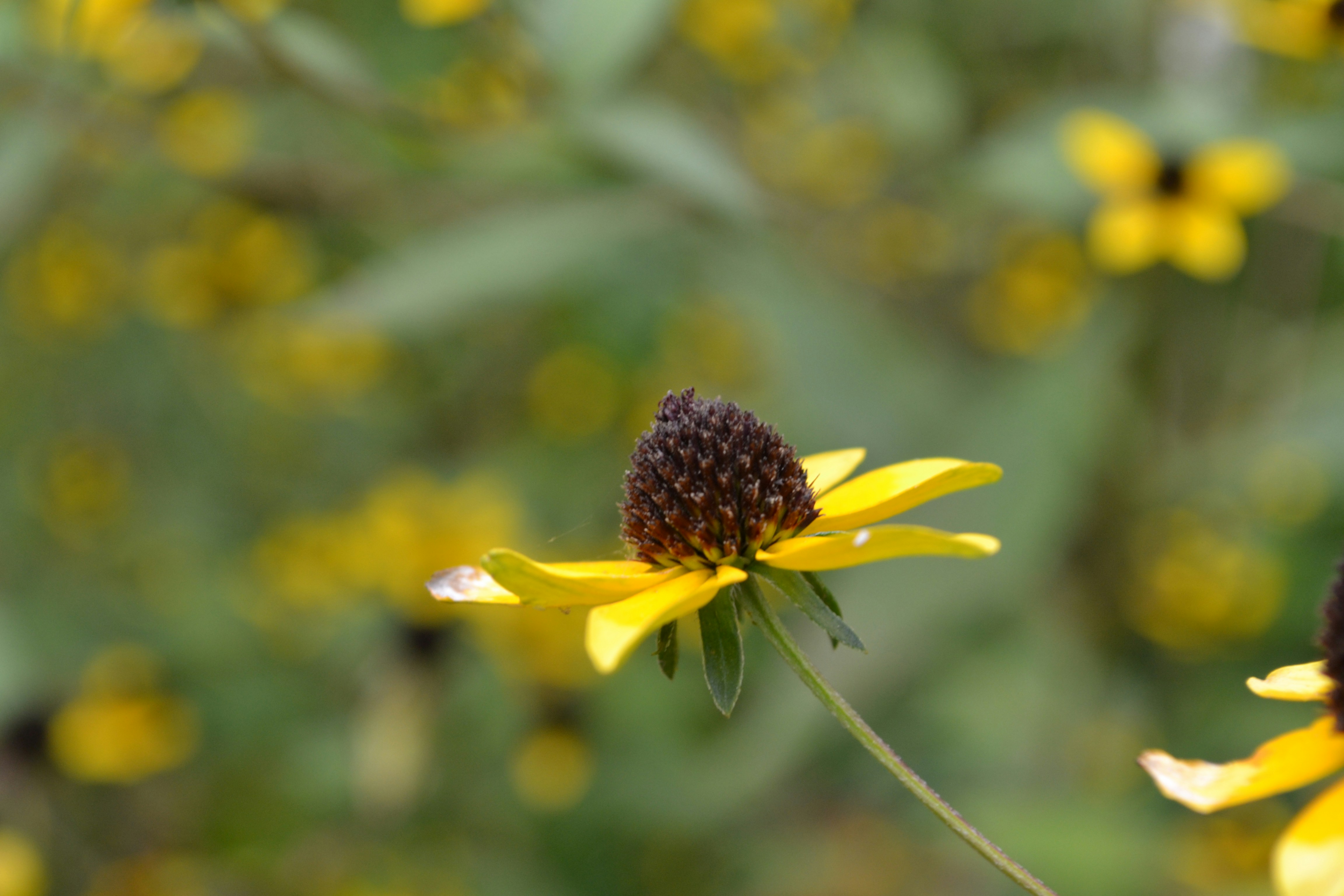 a close up of a yellow flower with a blurry background