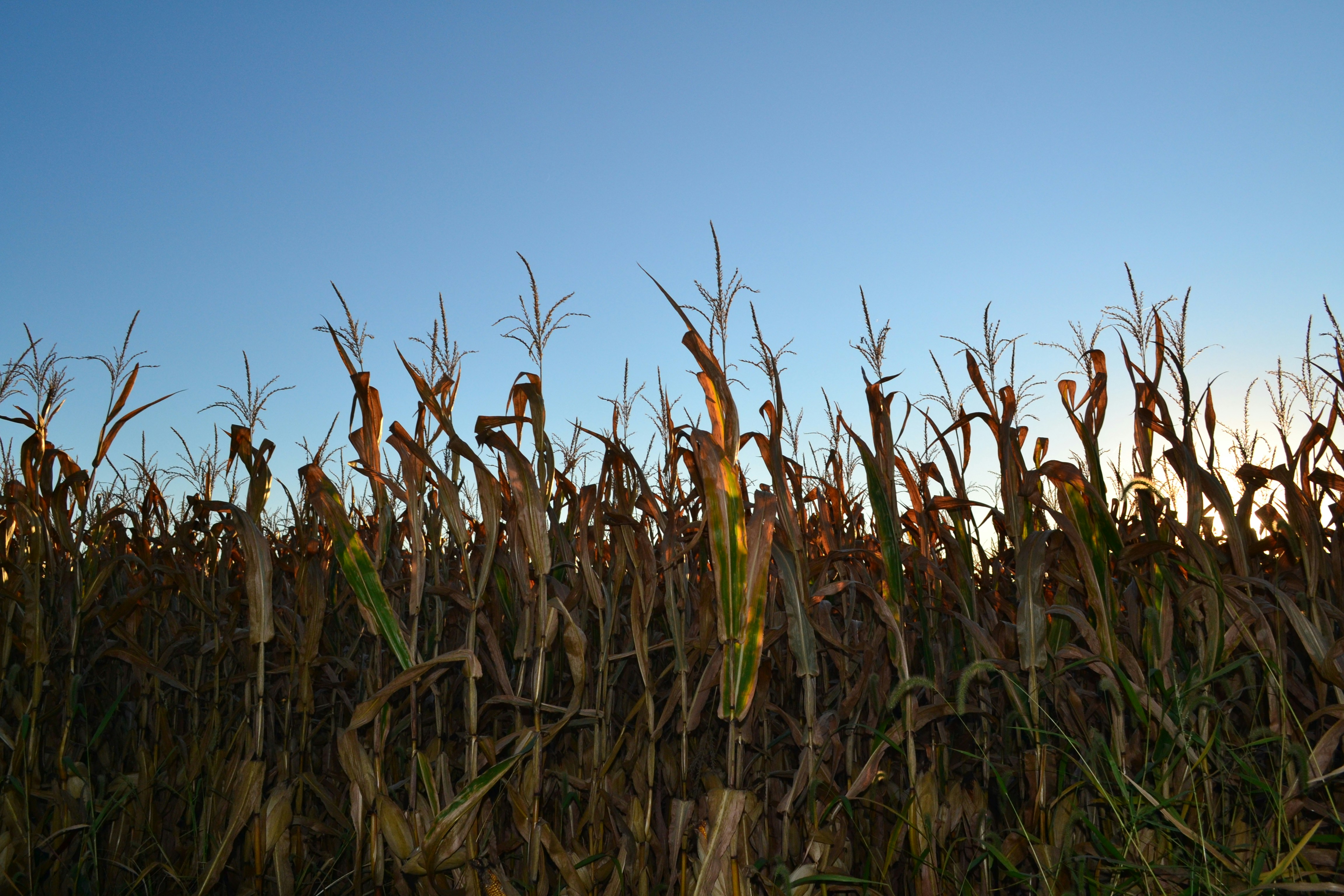 a field of corn with a blue sky in the background