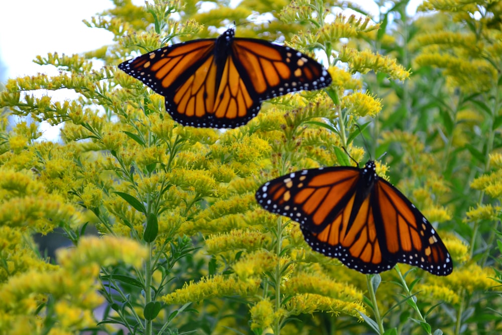 two monarch butterflies sitting on top of yellow flowers