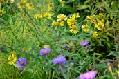 A vibrant photo of wildflowers blooming around the sanctuary, capturing nature’s bright colors.