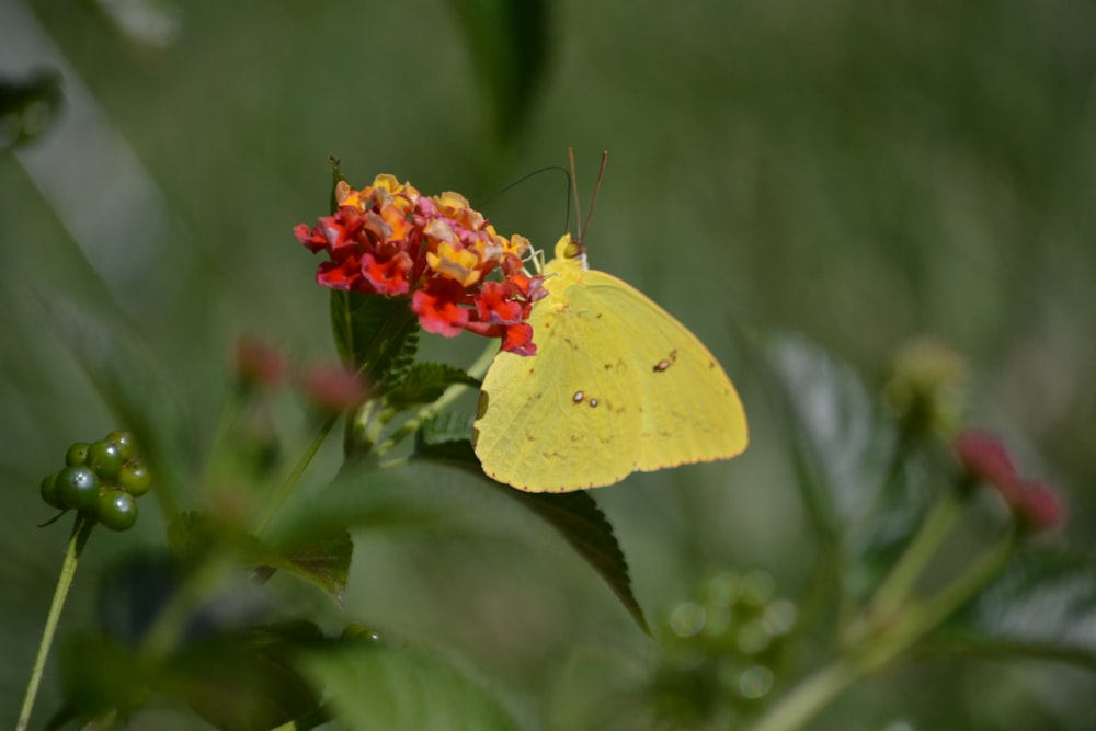 a yellow butterfly sitting on top of a red flower