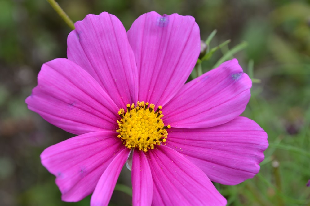 a close up of a pink flower with a yellow center