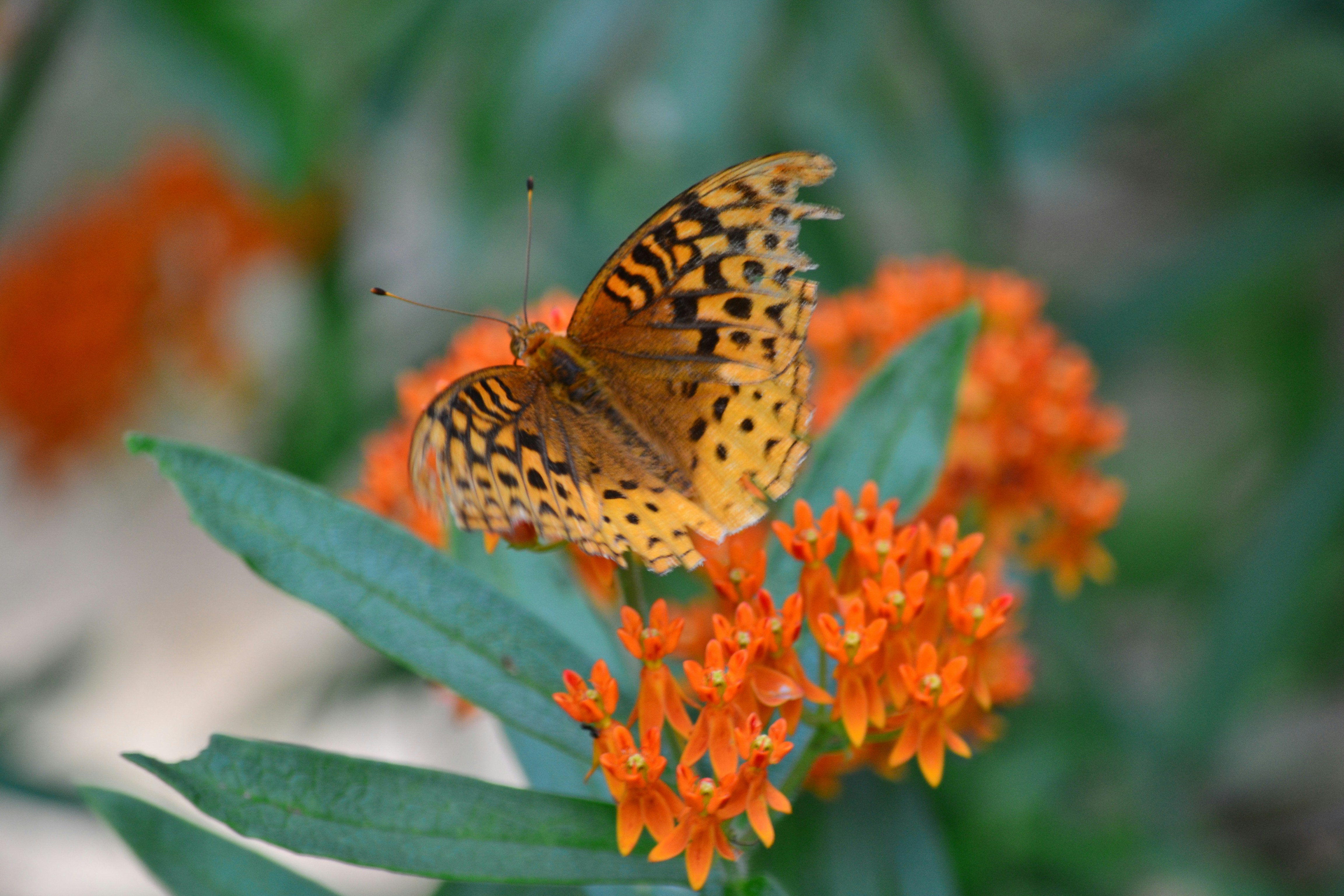 a close up of a butterfly on a flower