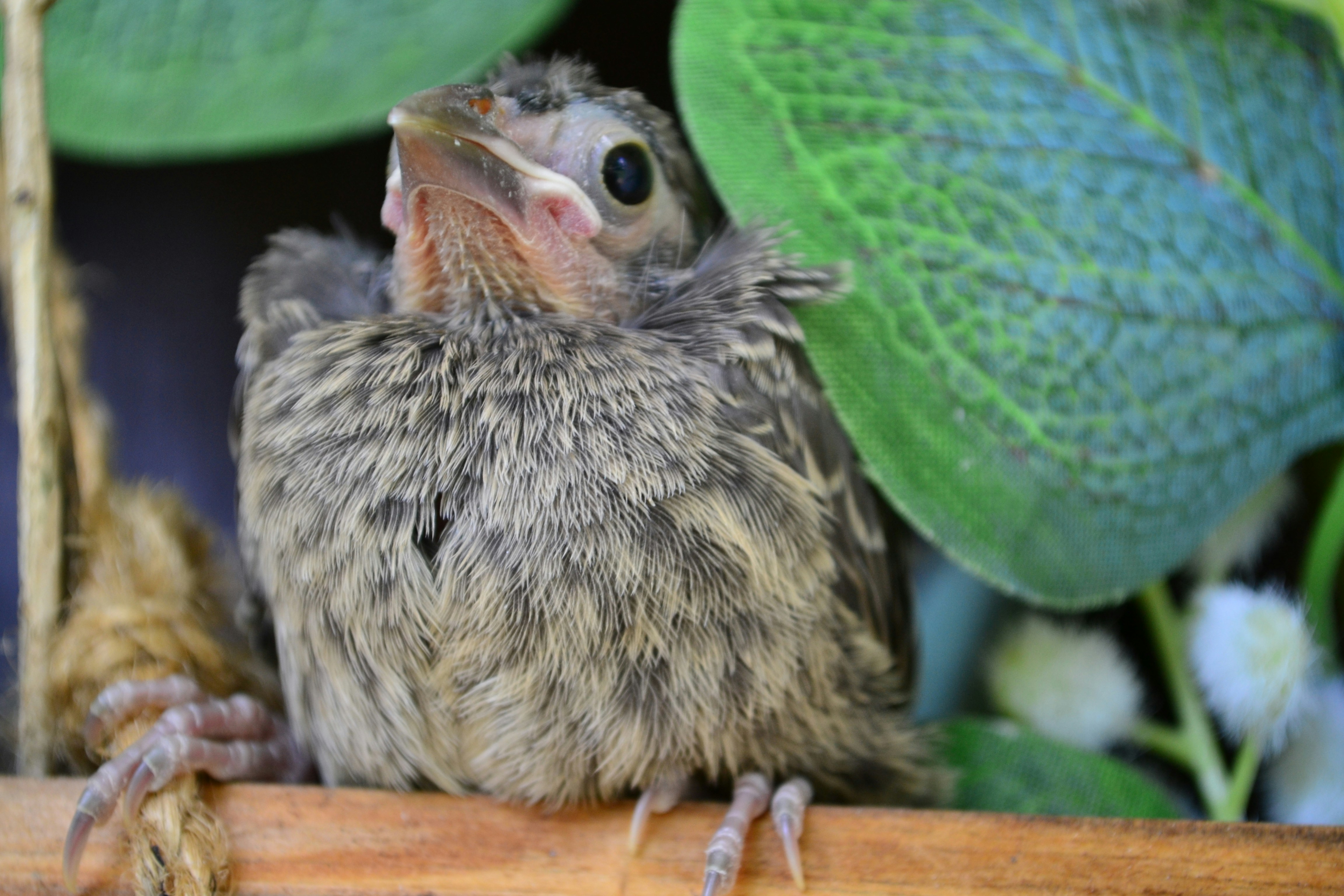 a small bird sitting on top of a wooden branch