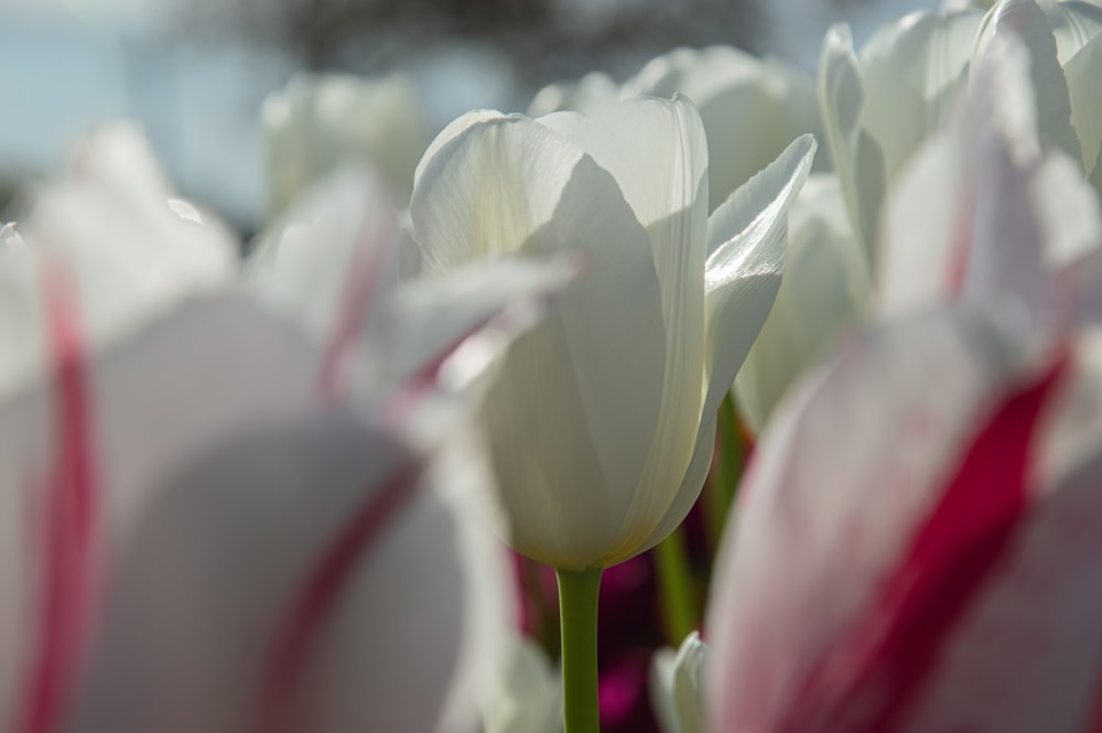 a close up of a bunch of white tulips