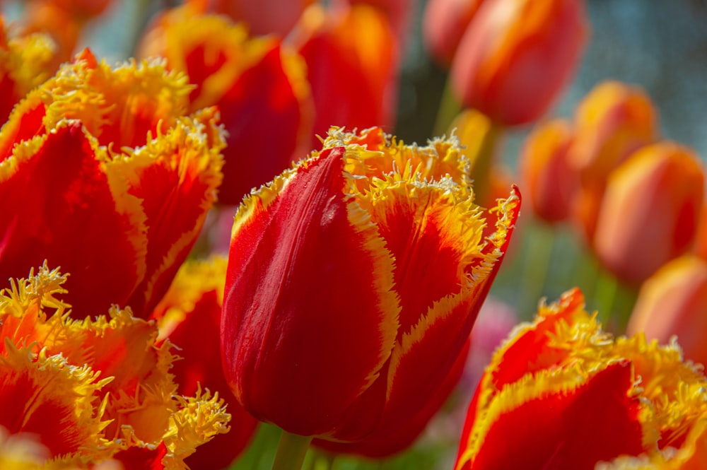 a close up of a bunch of red and yellow flowers