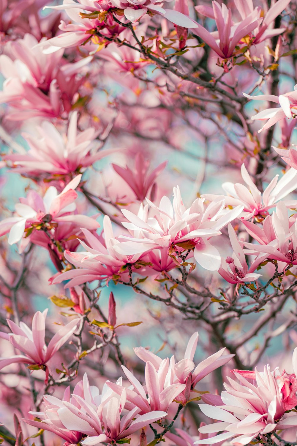 a bunch of pink flowers on a tree