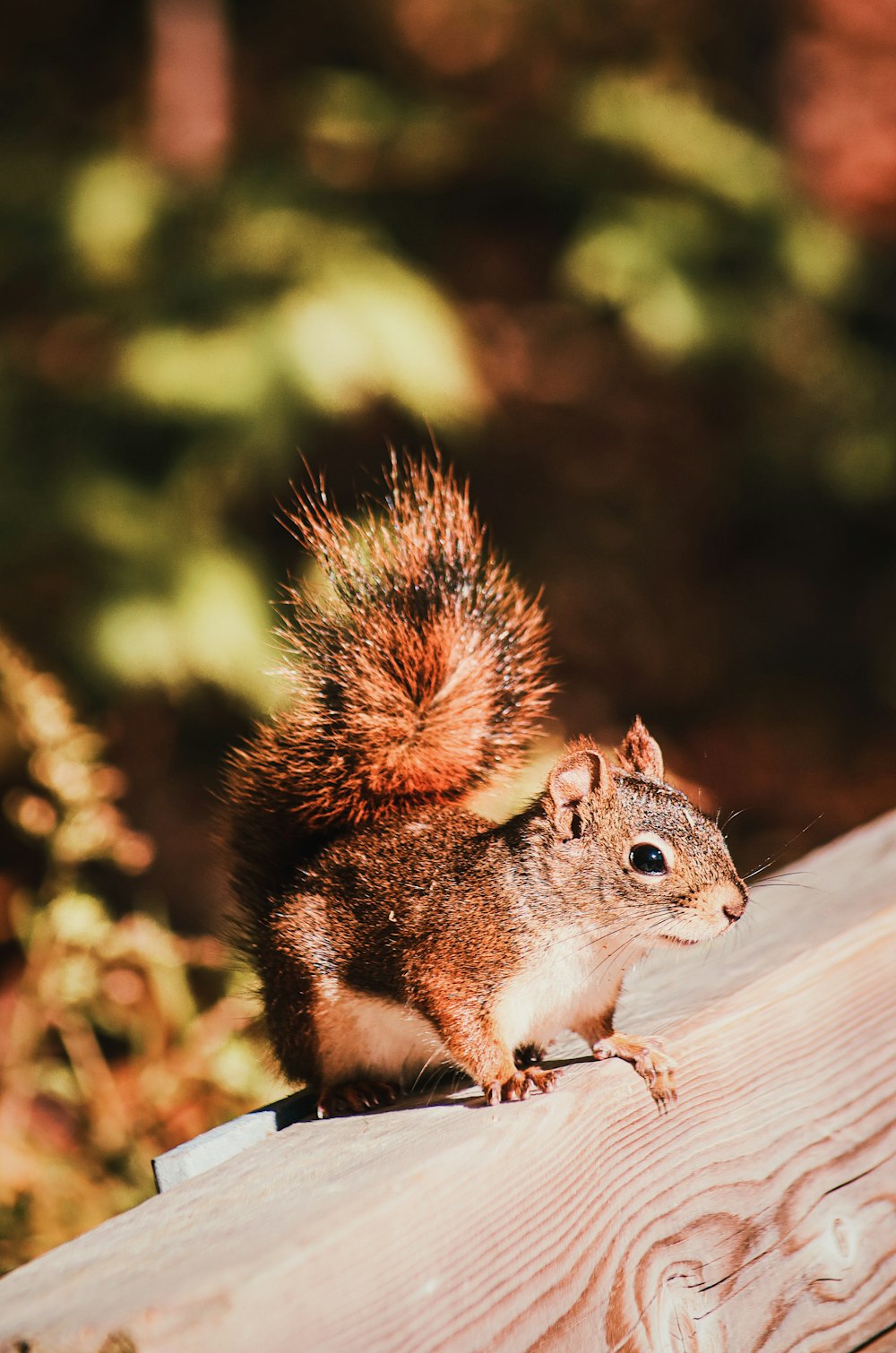 a squirrel sitting on top of a wooden fence