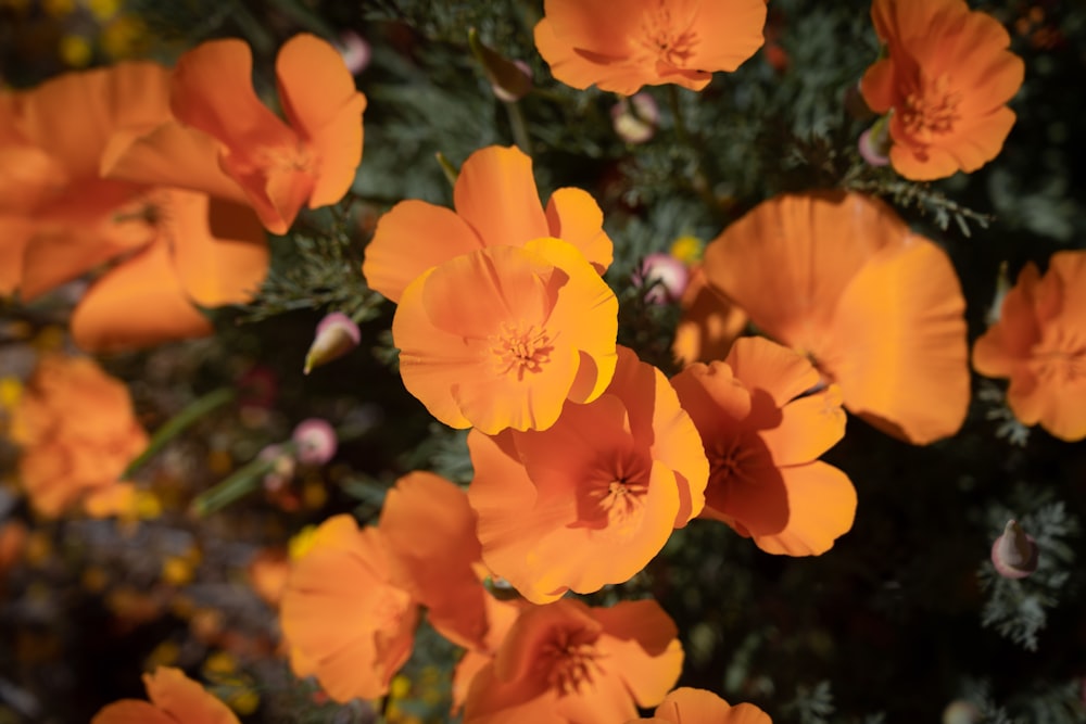a bunch of orange flowers that are on a bush