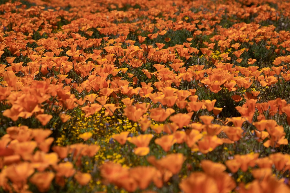 a field full of orange flowers with a sky background