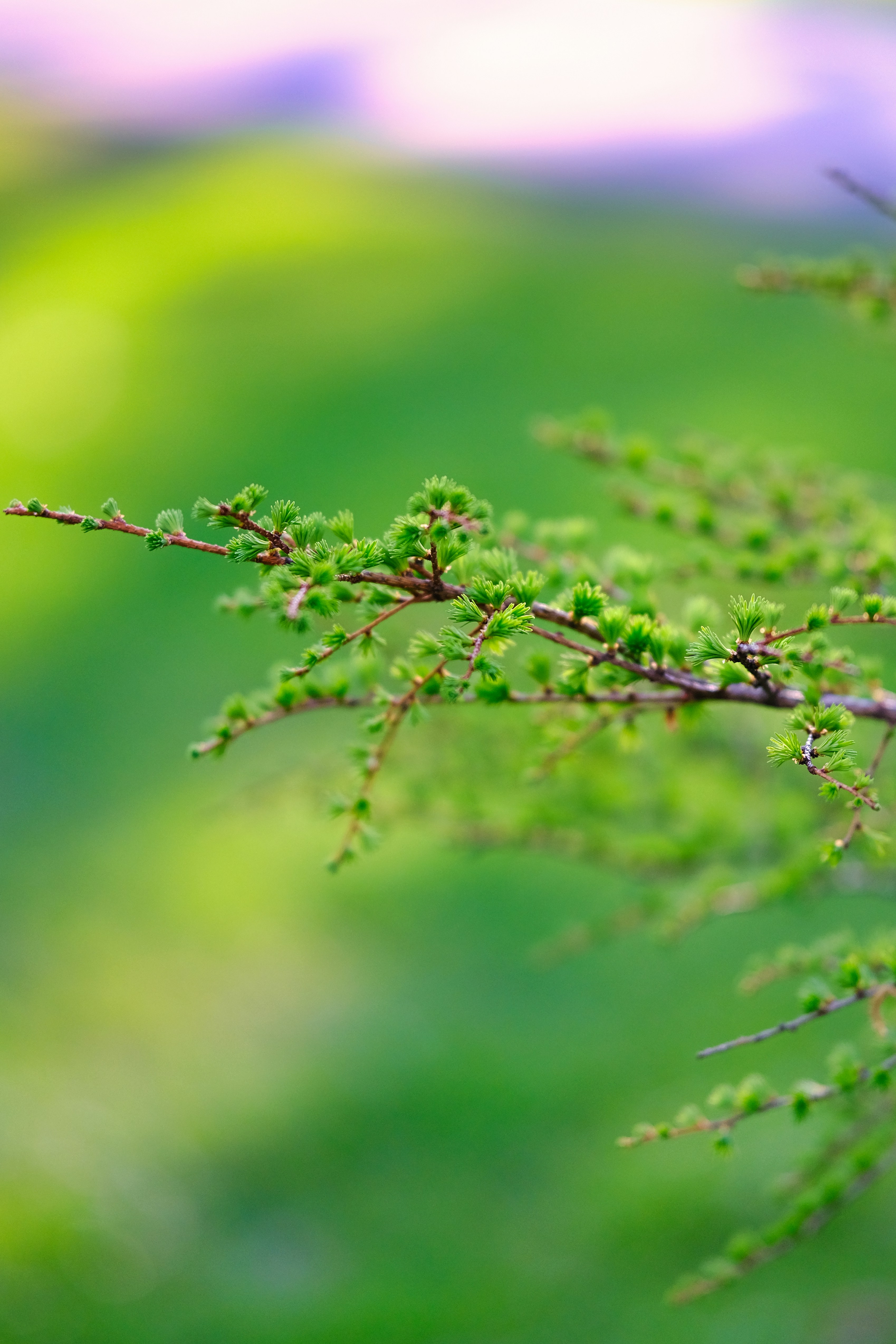 Photo by surjasendas