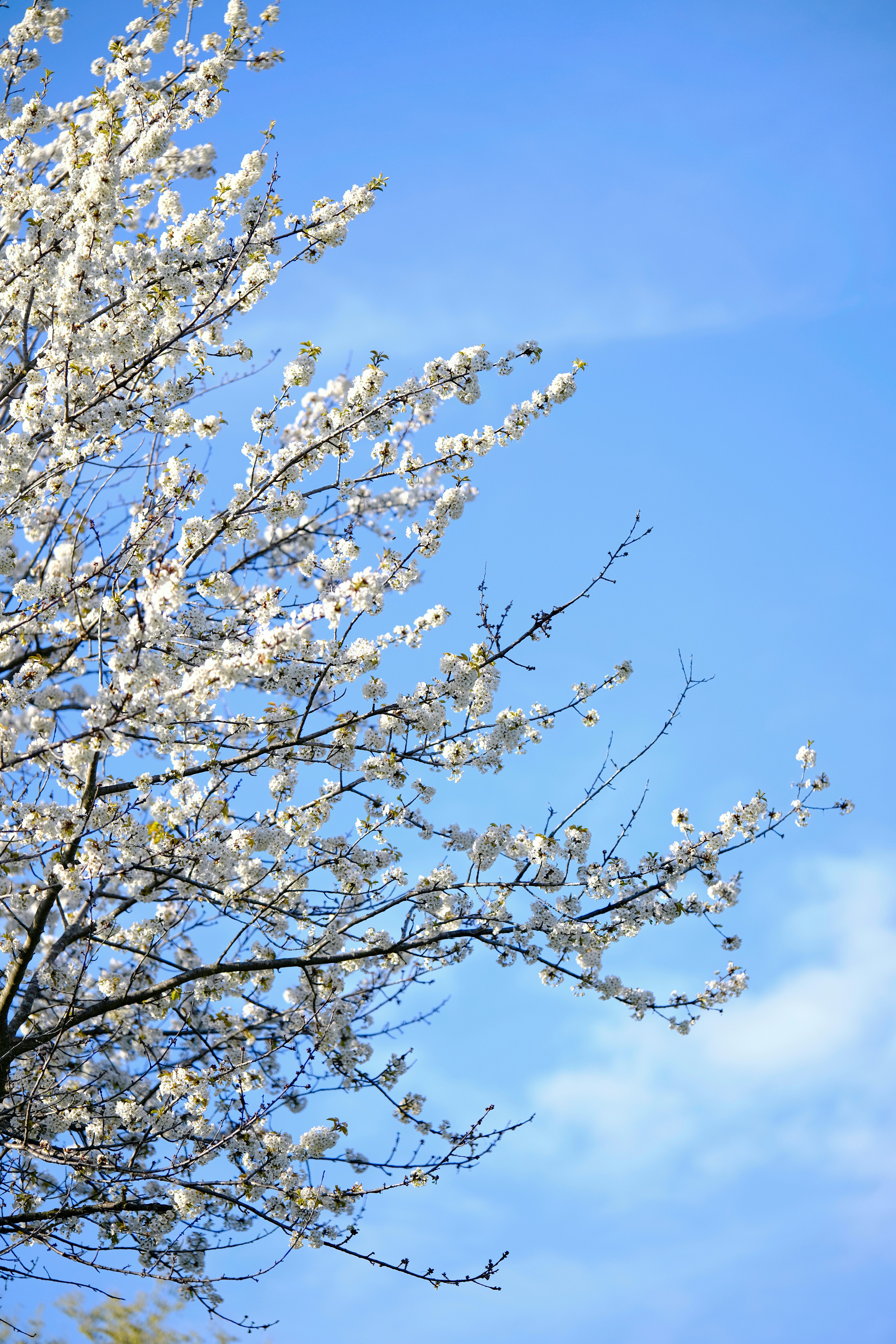 Photo by surjasendas