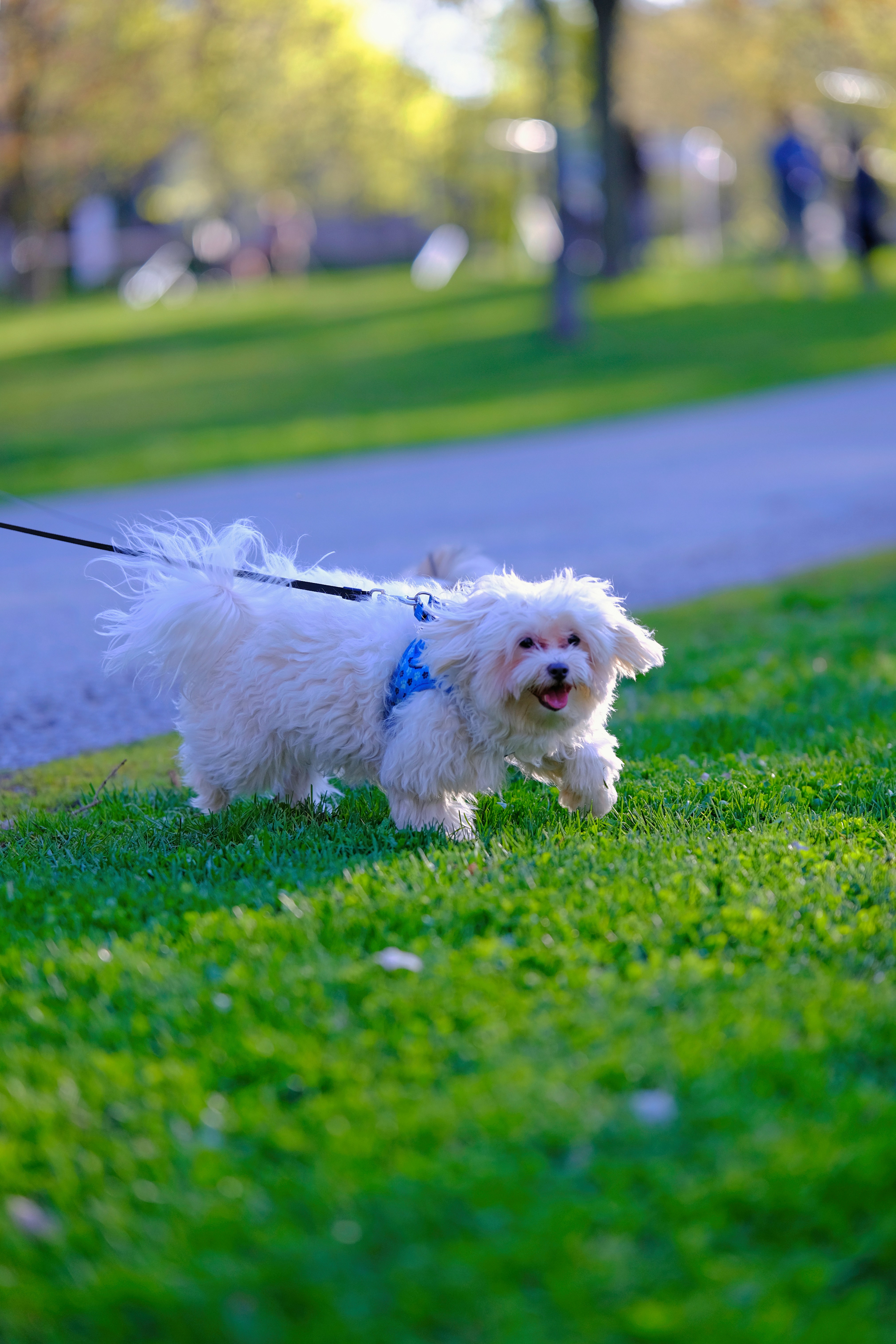 Photo by surjasendas