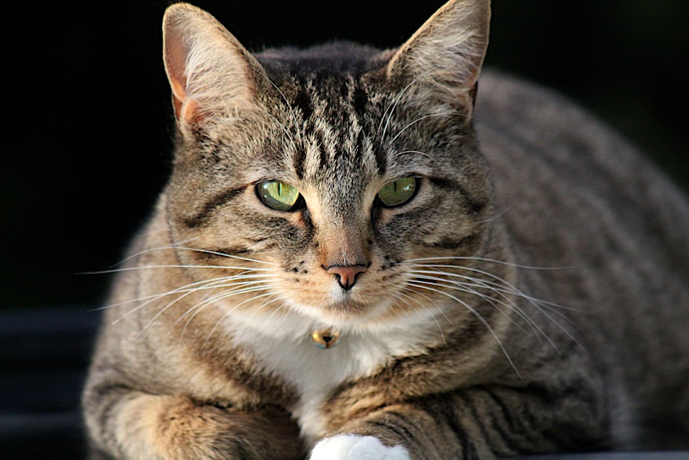 a close up of a cat laying on a car