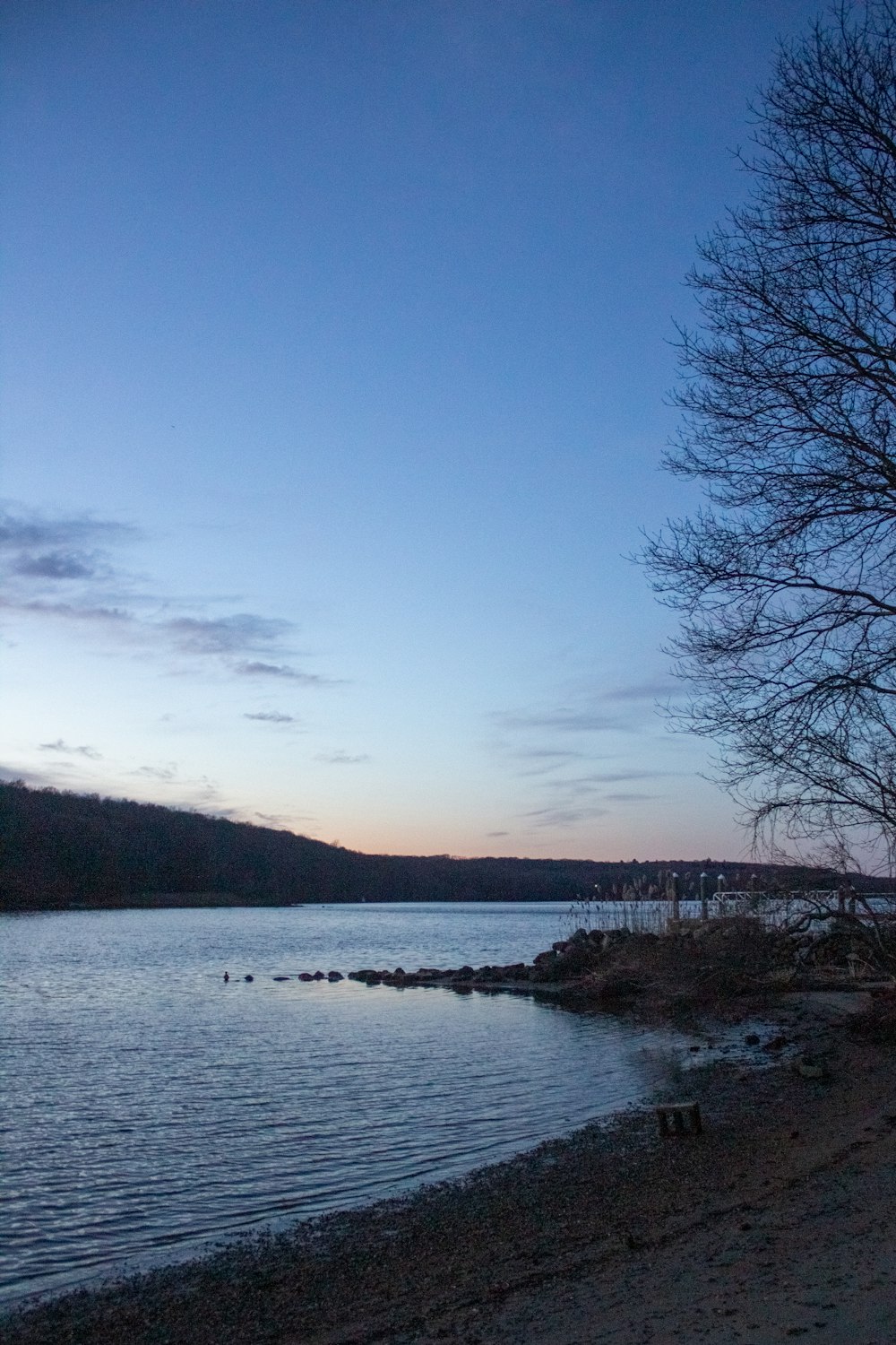 a body of water with a tree in the foreground