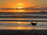 A dog running joyfully along a sunlit mountain ridge with panoramic views.