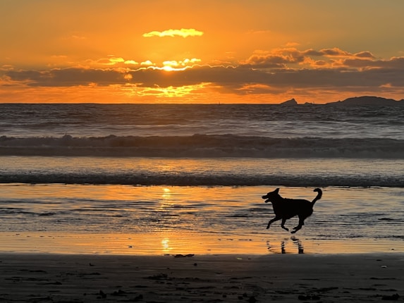 A dog joyfully runs along the shoreline as the sun sets over the ocean, casting a warm golden glow across the water and sand.