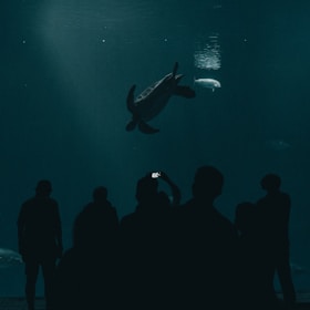 Silhouetted figures stand in front of a large aquarium tank, observing a sea turtle swimming gracefully. A person is capturing the scene with a smartphone. The environment is dimly lit, adding a serene and contemplative atmosphere.