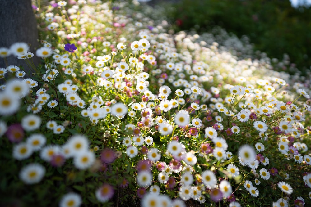 a field of white and pink flowers next to a tree