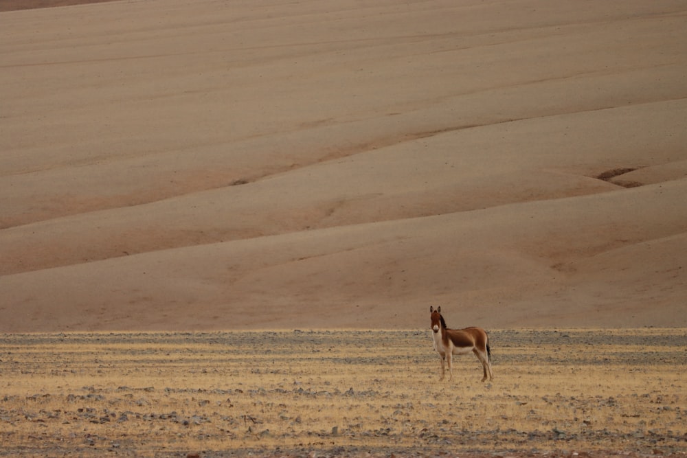 a giraffe standing in the middle of a desert