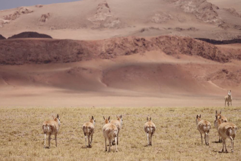 a herd of animals standing on top of a dry grass field