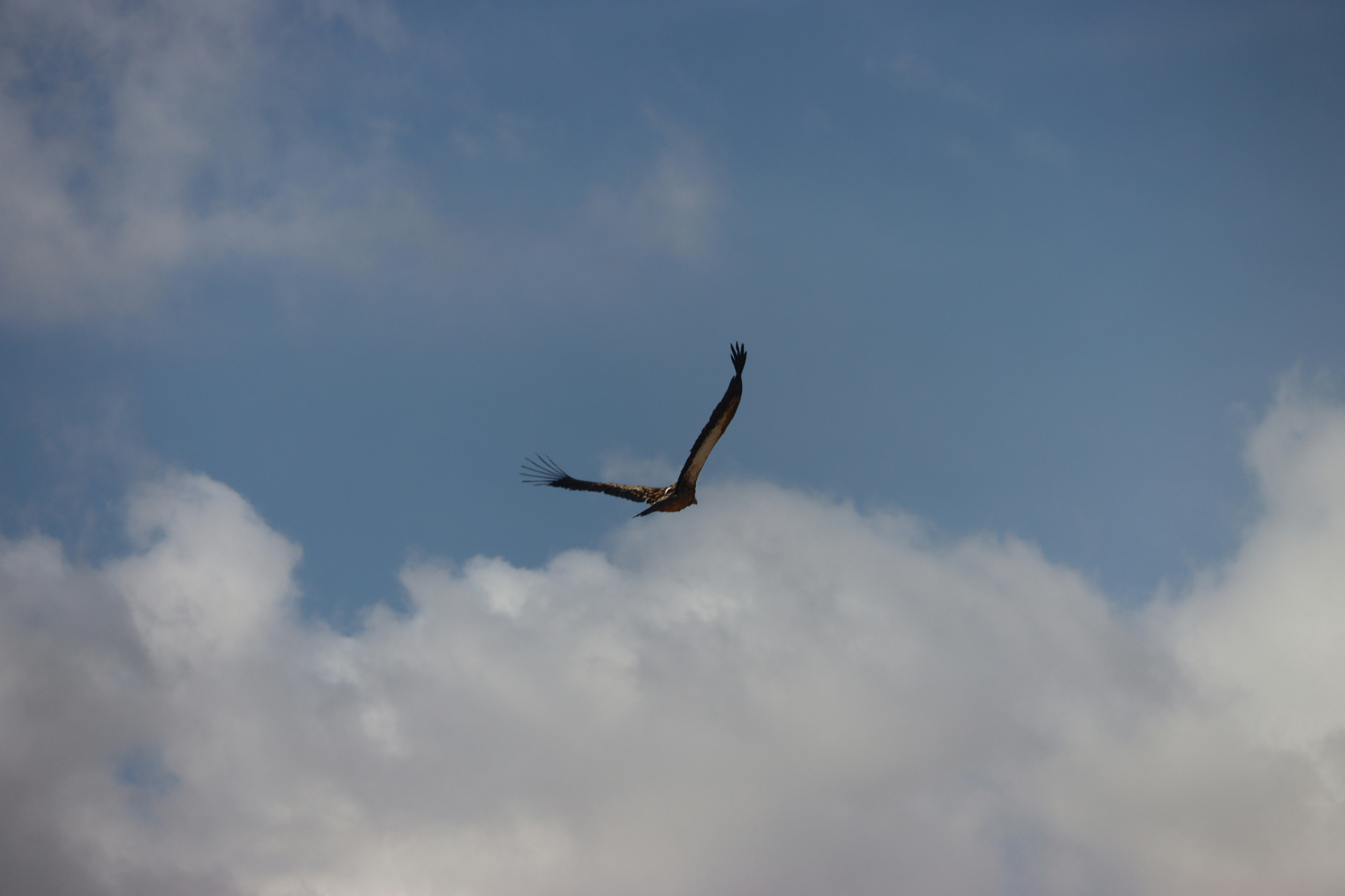 Photo by leoearthancha