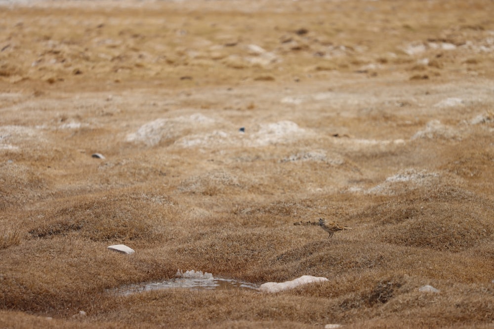 a bird standing in the middle of a field