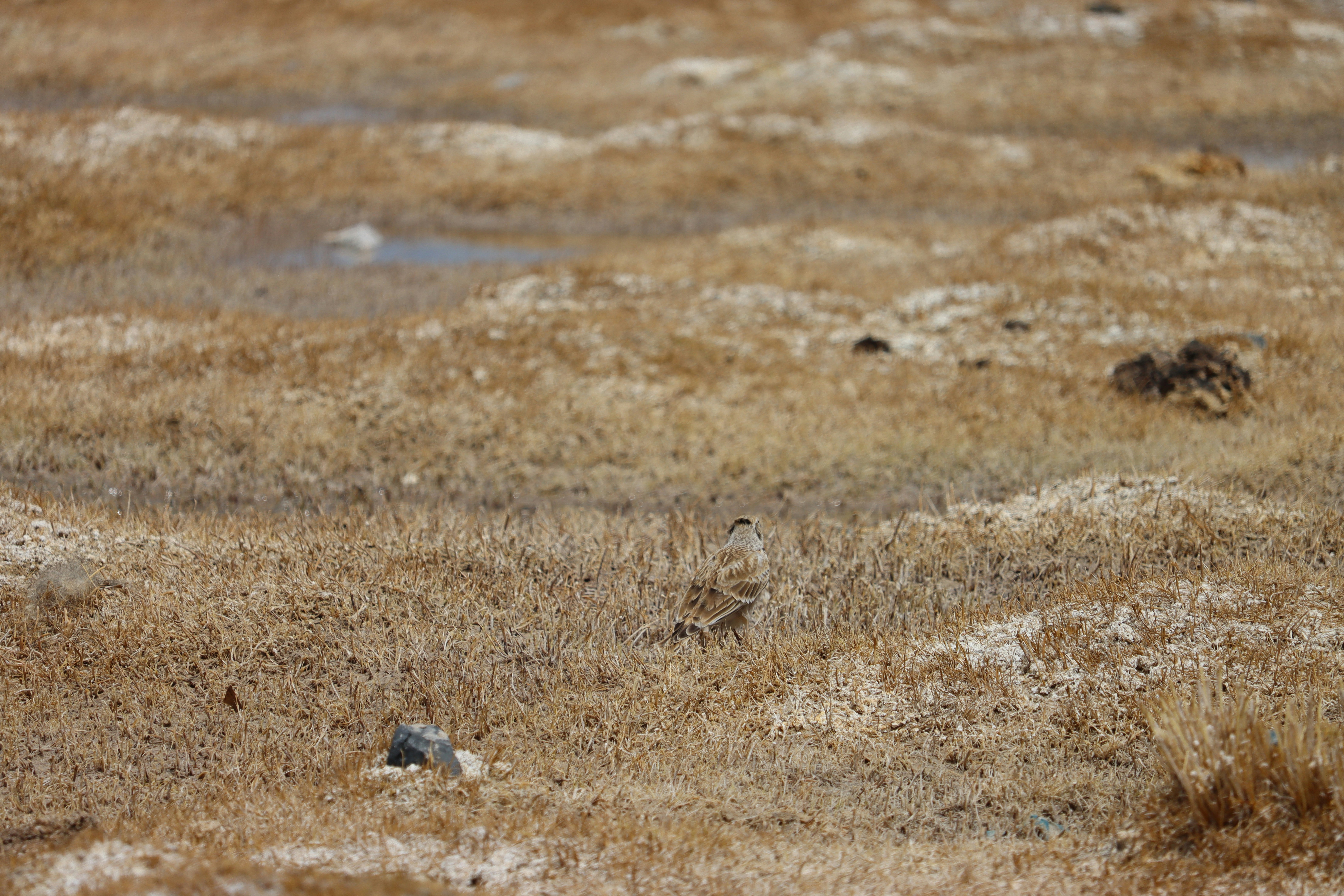 Photo by leoearthancha