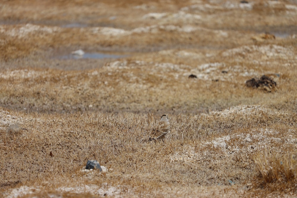 a bird is standing in the middle of a field