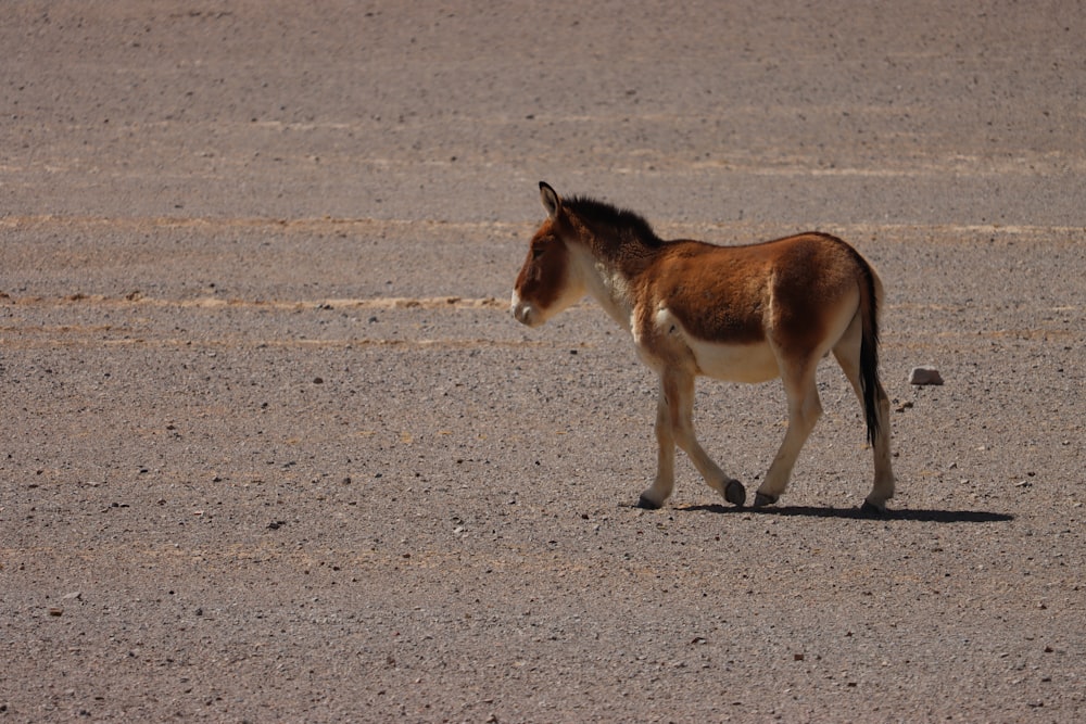 a small brown and white horse walking across a dirt field