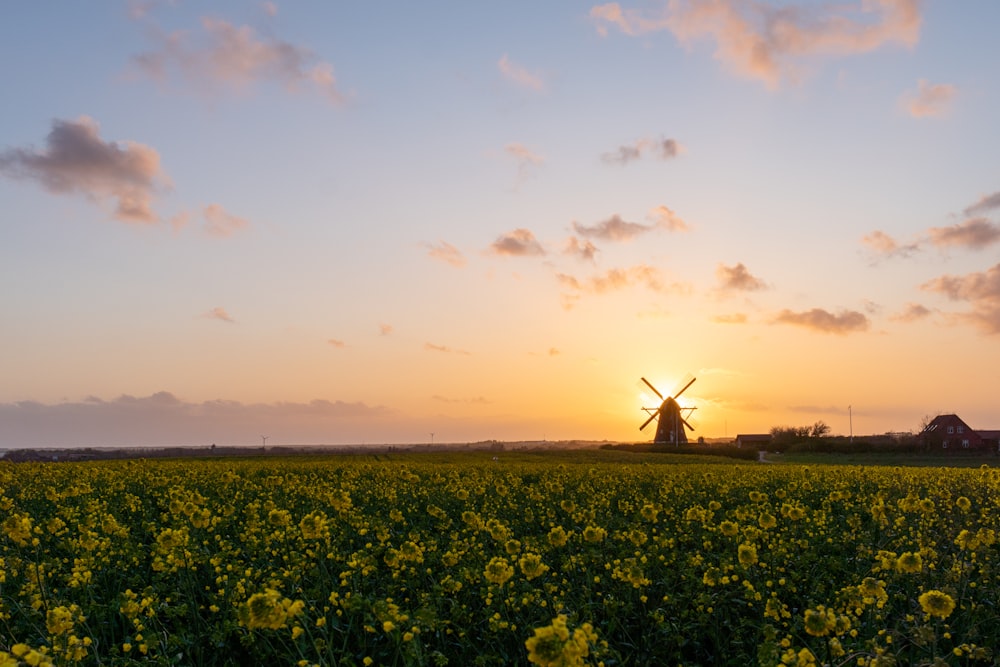 the sun is setting over a field of yellow flowers