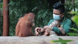 A person wearing a mask and a green uniform gently holds a baby orangutan while sitting next to another orangutan. The setting appears to be a zoo or animal sanctuary with lush greenery in the background.