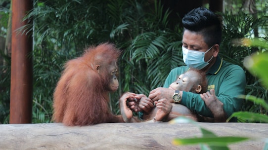 A person wearing a mask and a green uniform gently holds a baby orangutan while sitting next to another orangutan. The setting appears to be a zoo or animal sanctuary with lush greenery in the background.