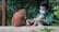 A person wearing a mask and a green uniform gently holds a baby orangutan while sitting next to another orangutan. The setting appears to be a zoo or animal sanctuary with lush greenery in the background.