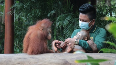 A person wearing a mask and a green uniform gently holds a baby orangutan while sitting next to another orangutan. The setting appears to be a zoo or animal sanctuary with lush greenery in the background.