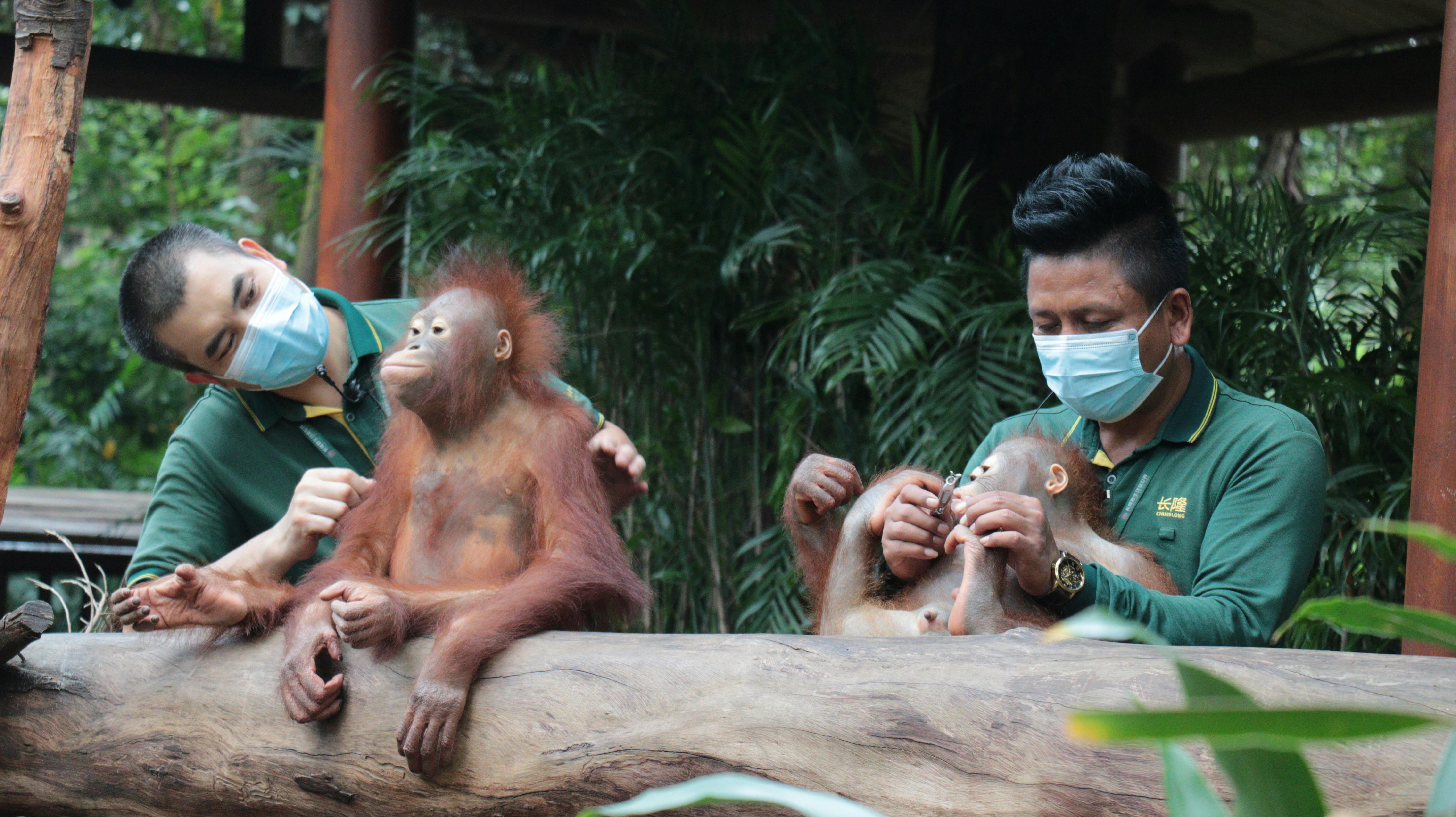 Conservation Efforts Offering Real Hope for Survival - Borneo rainforest orangutans habitat
