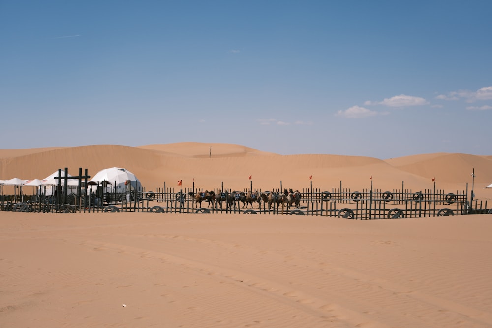 a group of horses standing next to a fence in the desert