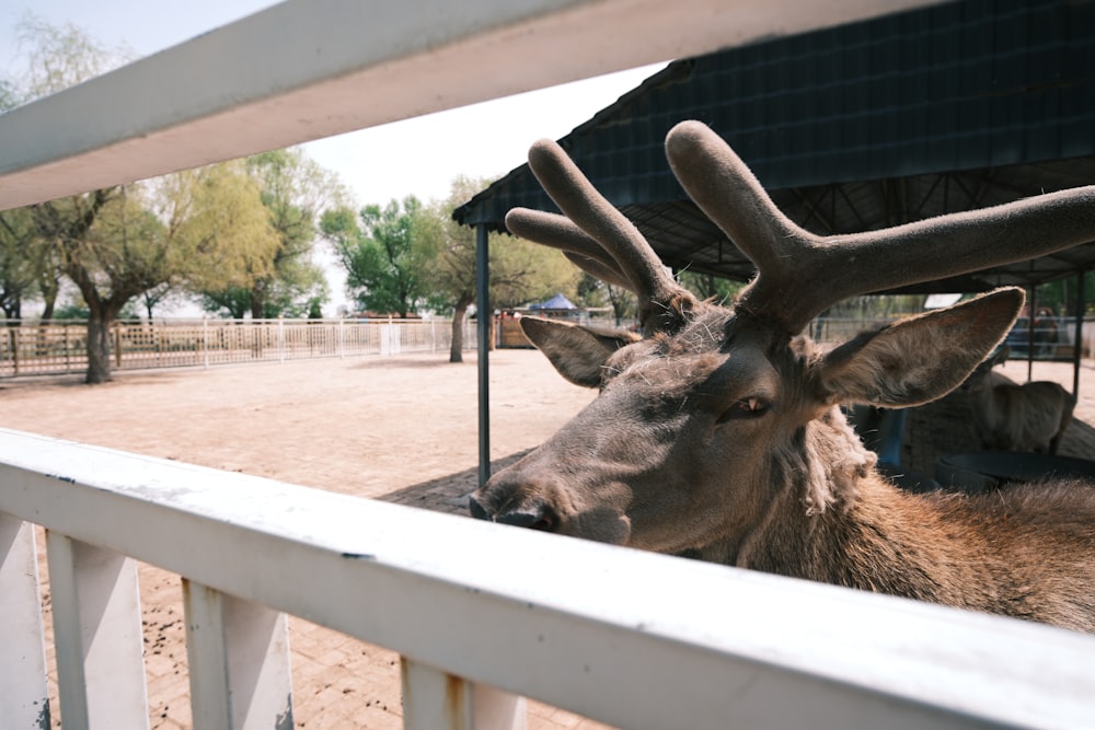 a close up of a deer behind a fence