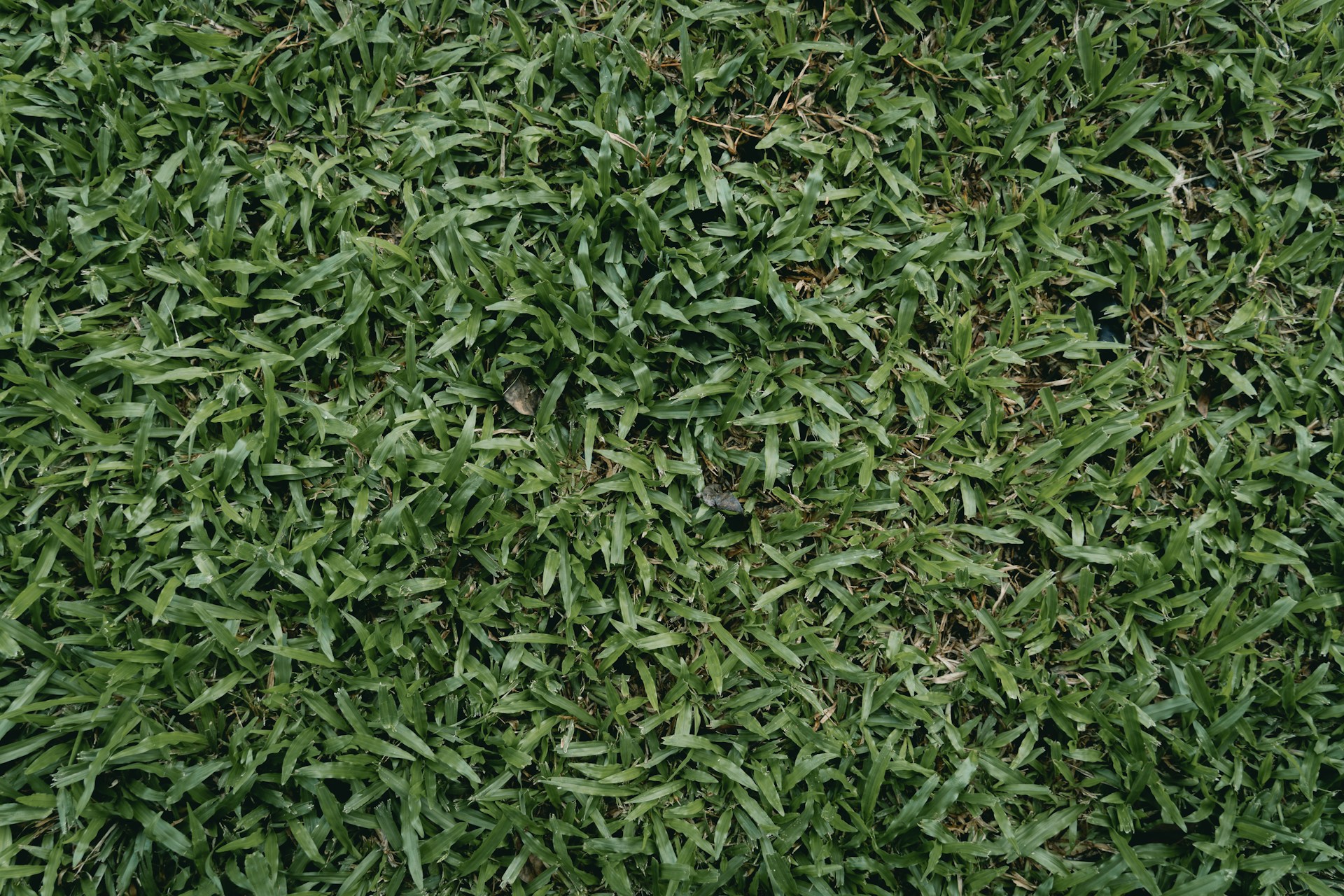 a close up of a field of green grass