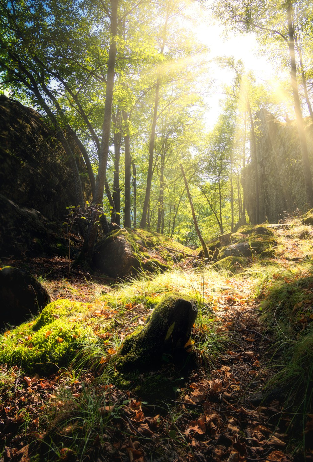 the sun shines through the trees in the forest