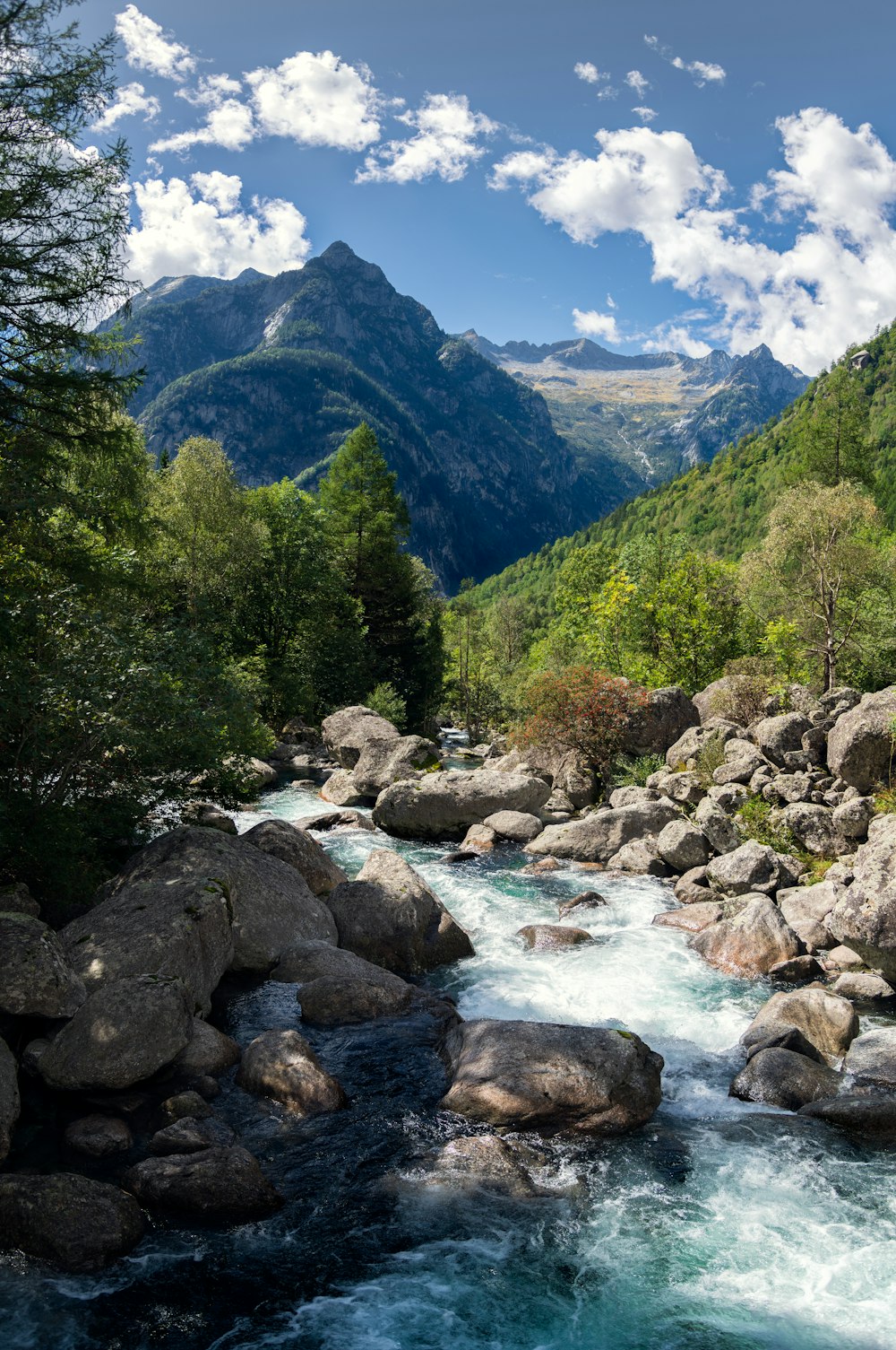 a river running through a lush green forest